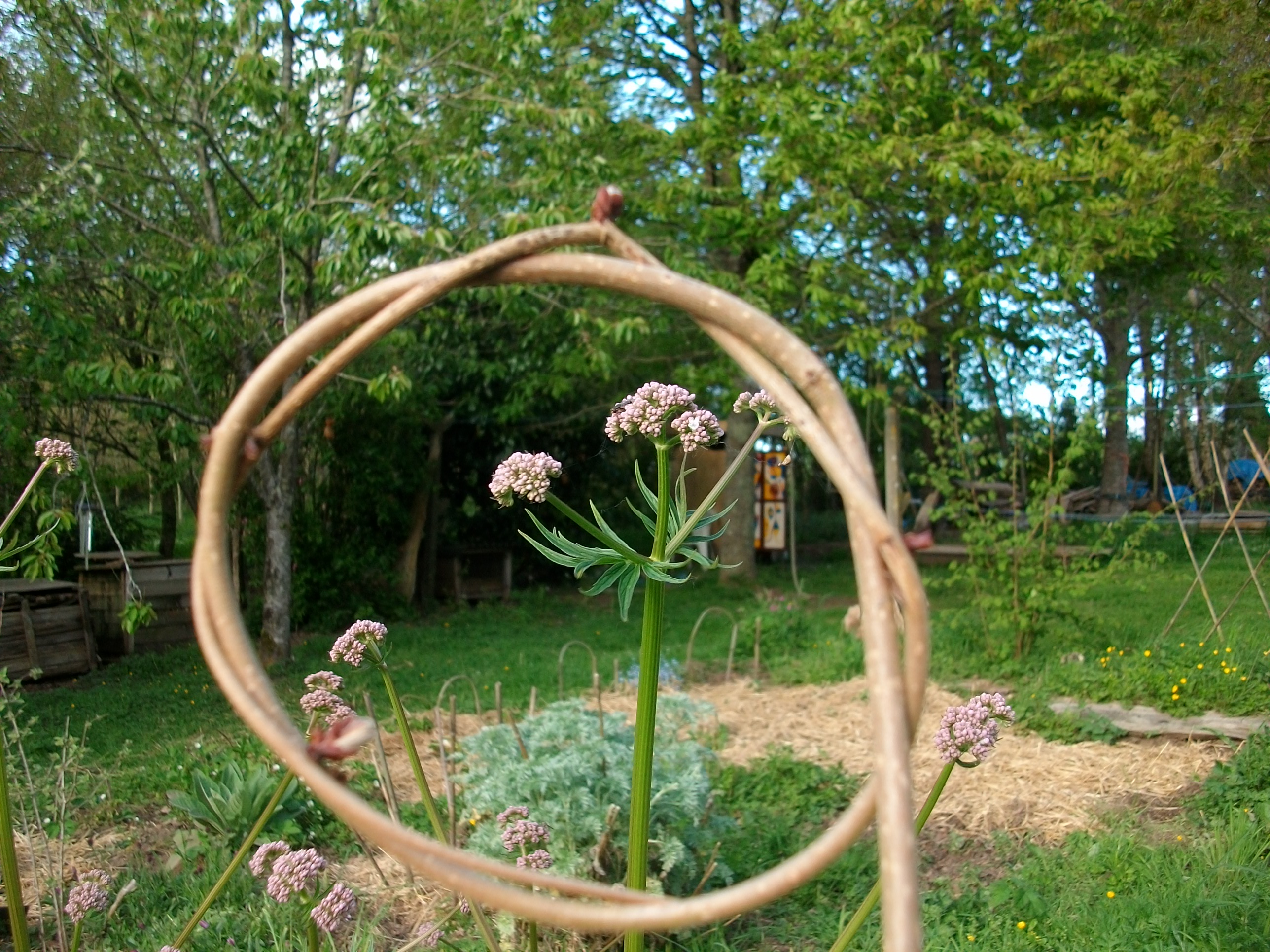 Balade nature plantes sauvages comestibles et médicinales