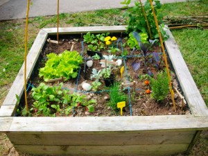 Jardin en carrés à l'école St André à Surzur