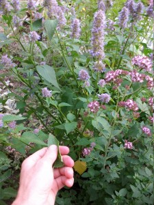 Agastache anisée