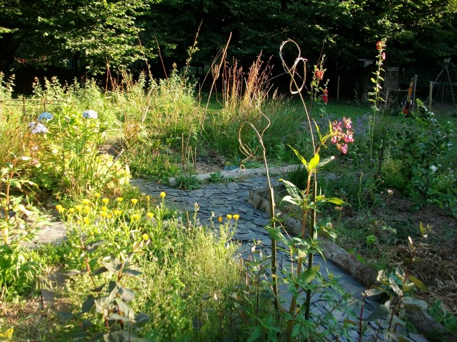 Balades-ateliers découverte des plantes sauvages comestibles et médicinales