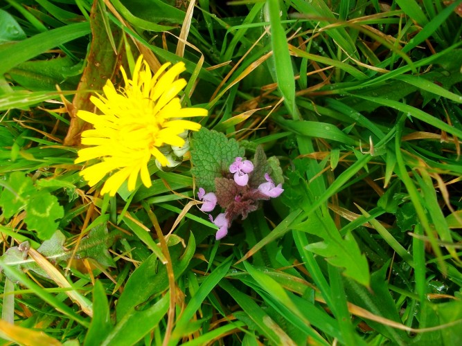 Sorties-ateliers plantes mai-juin 2016