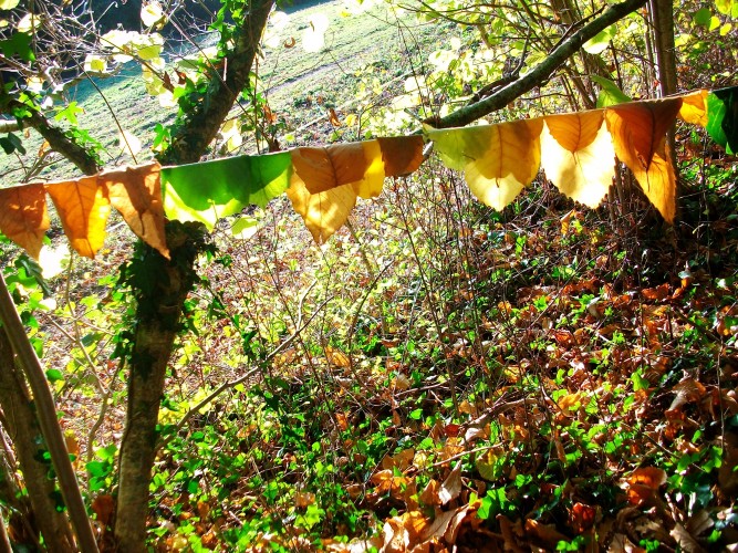 NOUVEAU : sorties et ateliers mensuels "A la rencontre des arbres et plantes sauvages au fil des saisons"