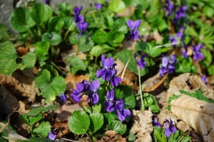 plantes en sous-bois