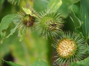 bardane fruit