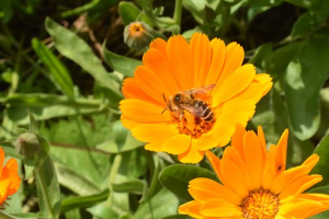 calendula