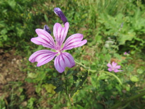 Mauve sylvestre