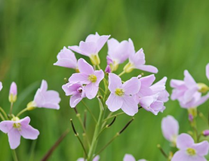 cardamine