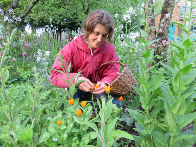 Ateliers et sorties plantes sauvages printemps et été  2019