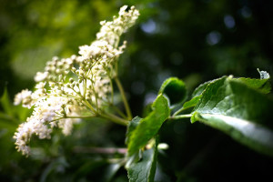 fleurs de sureau