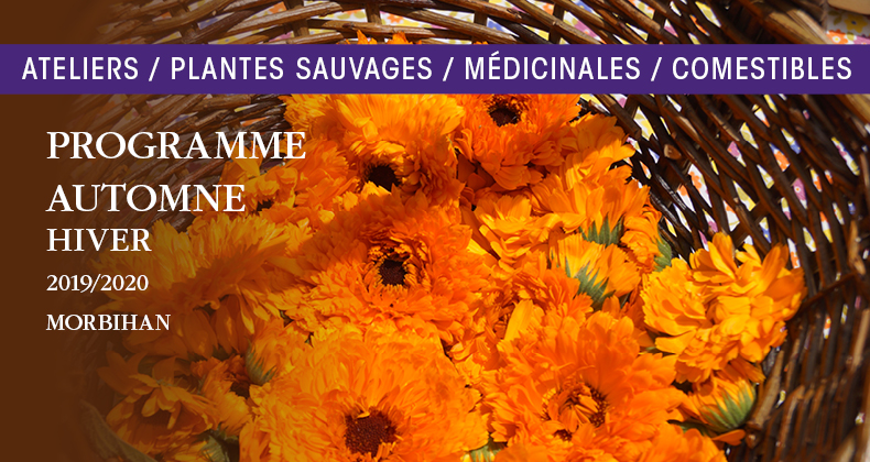 Programme des ateliers plantes sauvages automne-hiver 2019-2020