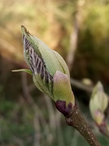 Journée gemmothérapie : les bourgeons au service de votre bien-être et  vitalité