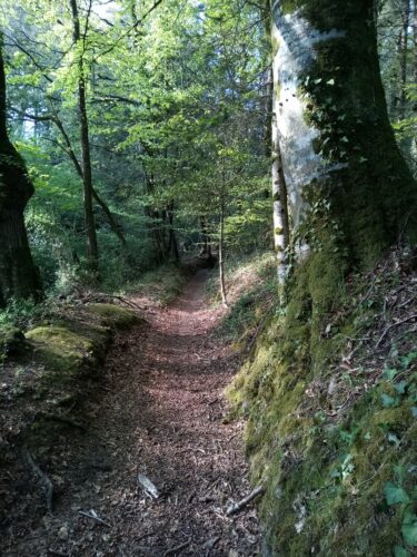 Balade secrets des bois "arbres et plantes aux vertus nourricières et guérisseuses"