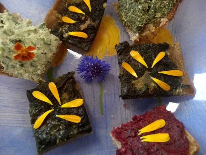 Balade et atelier plantes comestibles