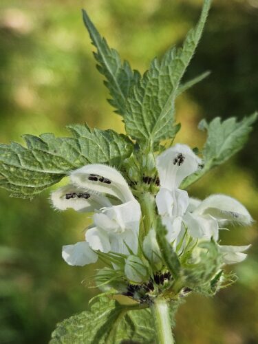 Atelier plantes du système hormonal